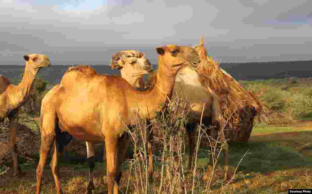 Dromedaries at the Mpala Research Centre. (Sharon Deem, Saint Louis Zoo)