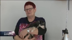 Priča o ženi Mileni Malešević koja 25 godina spašava i udomljava pse