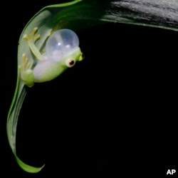 Glass Frogs Transparency