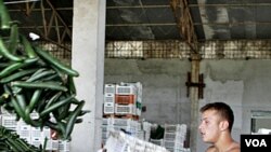 Petugas di Bucharest, Rumania membuang ribuan ketimun untuk dimusnahkan setelah peringatan wabah E. Coli (8/6).