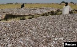 Fishermen dry fish taken from Lake Chad, Jan. 27, 2007.