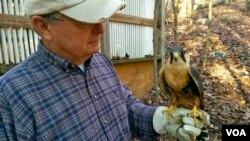 Don Hervig prepares to fly his Aplomado falcon. These agile birds will chase after game such as small birds and quail, by flying after quarry that has been flushed out. (M. Osborne/VOA)