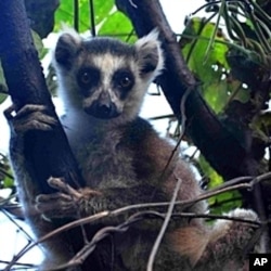 FILE - Madagascar's ring-tailed lemur in the wild.
