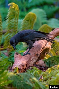 A captive Hawaiian crow using a stick tool to extract food from a wooden log is shown in this image released on Sept. 14, 2016. (Courtesy Ken Bohn/San Diego Zoo Global)