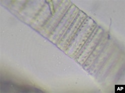 Deep sea sediment cores confirm that the tiny species of plankton called Neodenticula seminae hasn’t been seen in the Atlantic Ocean in 800,000 years.