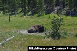 Before nearly being wiped out in the late 1880s, tens of millions of bison roamed across most of North America. Efforts to restore the population in Yellowstone began in 1902.