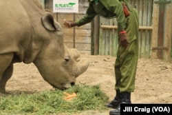 Sudan, the world’s last remaining male northern white rhinoceros, and his keeper at Ol Pejeta conservancy, Laikipia Plateau, Kenya, April 28, 2016. The conservancy is home to the last three white rhinos on Earth.