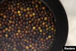 Biji-biji canola siap menjalani pemeriksaan di laboratorium di Winnipeg, Manitoba, Kanada (foto: ilustrasi).