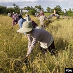 Panen raya di Thailand dan Vietnam, dua negara penghasil beras terbesar di Asia, membantu menstabilkan harga beras di Asia Pasifik.