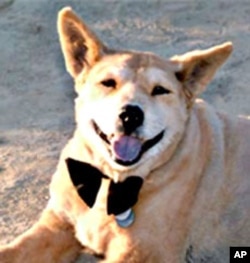 For more than 17 years, Baxter was Melissa Joseph's companion and best friend