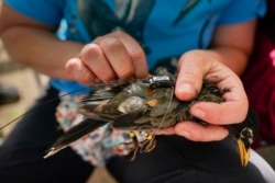 Emily Williams memasangkan tag satelit Argos ke burung robin Amerika, di Silver Spring, Md, Sabtu, 24 April 2021. (AP)