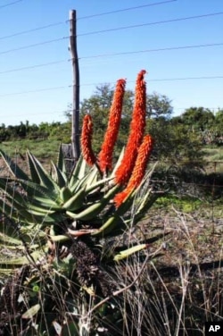 Game parks in the ‘Albany Hotspot’ are teaching local communities the value of preserving African wildlife and plants, such as this indigenous Eastern Cape aloe