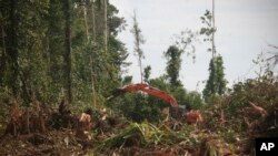 In this Nov. 27, 2011 photo, a machine clears a forest in Nagan Raya, Aceh province, Indonesia to convert it into a palm oil plantation.