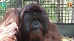 Orangutan Kalimantan di PSO Arsari. Foto:@kisarodom/ Facebook @Pso-Arsari)