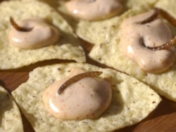 One way to eat them: Add cooked mealworms to red pepper dip on top of chips. (AP File Photo)