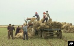 지난해 10월 북한 황해남도에서 농부들이 볏단을 싣고 있다.