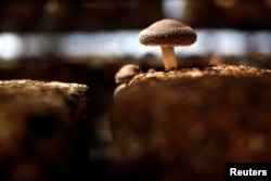 A shiitake mushroom is seen inside a greenhouse at the Anzai family farm near Fukushima, northern Japan, April 5, 2011.