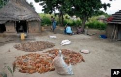FILE - In this photo taken on Saturday, Sept. 17, 2016, farmers lay out sorghum, a wheat-like primary food source, for people living in Aweil, South Sudan.