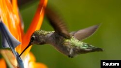 FILE - An Anna's Hummingbird (Calypte anna) feeds on a Bird of Paradise plant along a canyon in Encinitas, California, Sept. 12, 2007. 