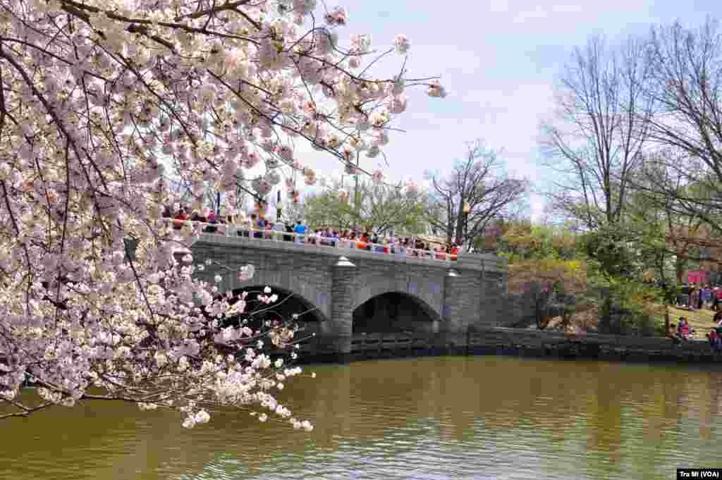 桥上尽是赏花人。