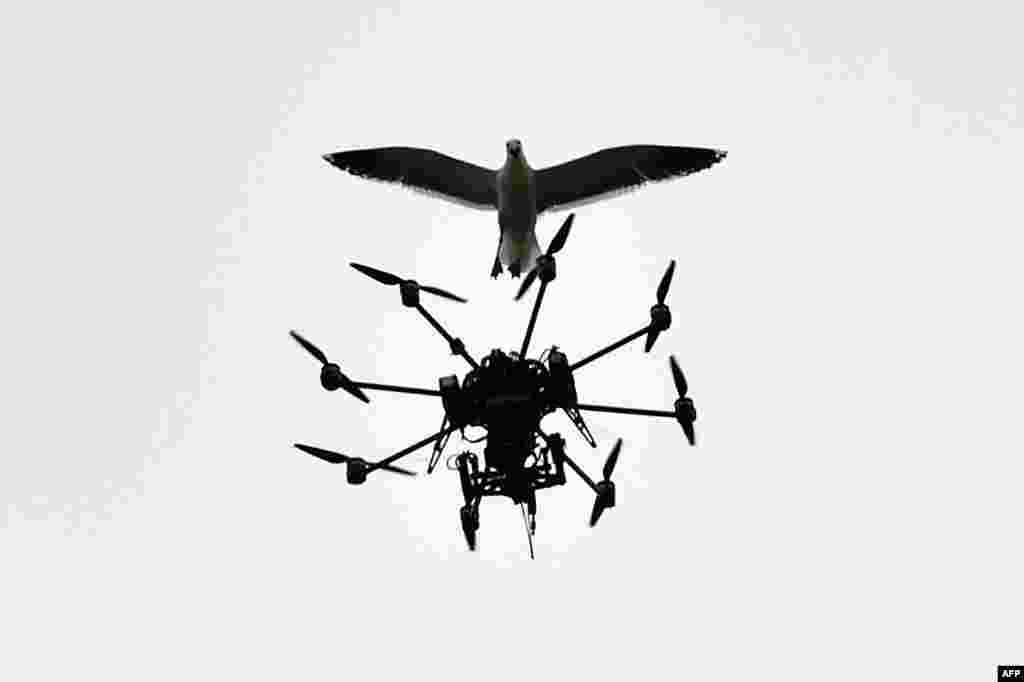 A seagull swoops at a Sky TV drone covering a cricket match on day five of the second international Test cricket match between New Zealand and Sri Lanka at the Basin Reserve in Wellington, New Zealand, Jan. 7, 2015.