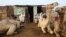 Market Flooded with Camels as Eid al-Adha Approaches