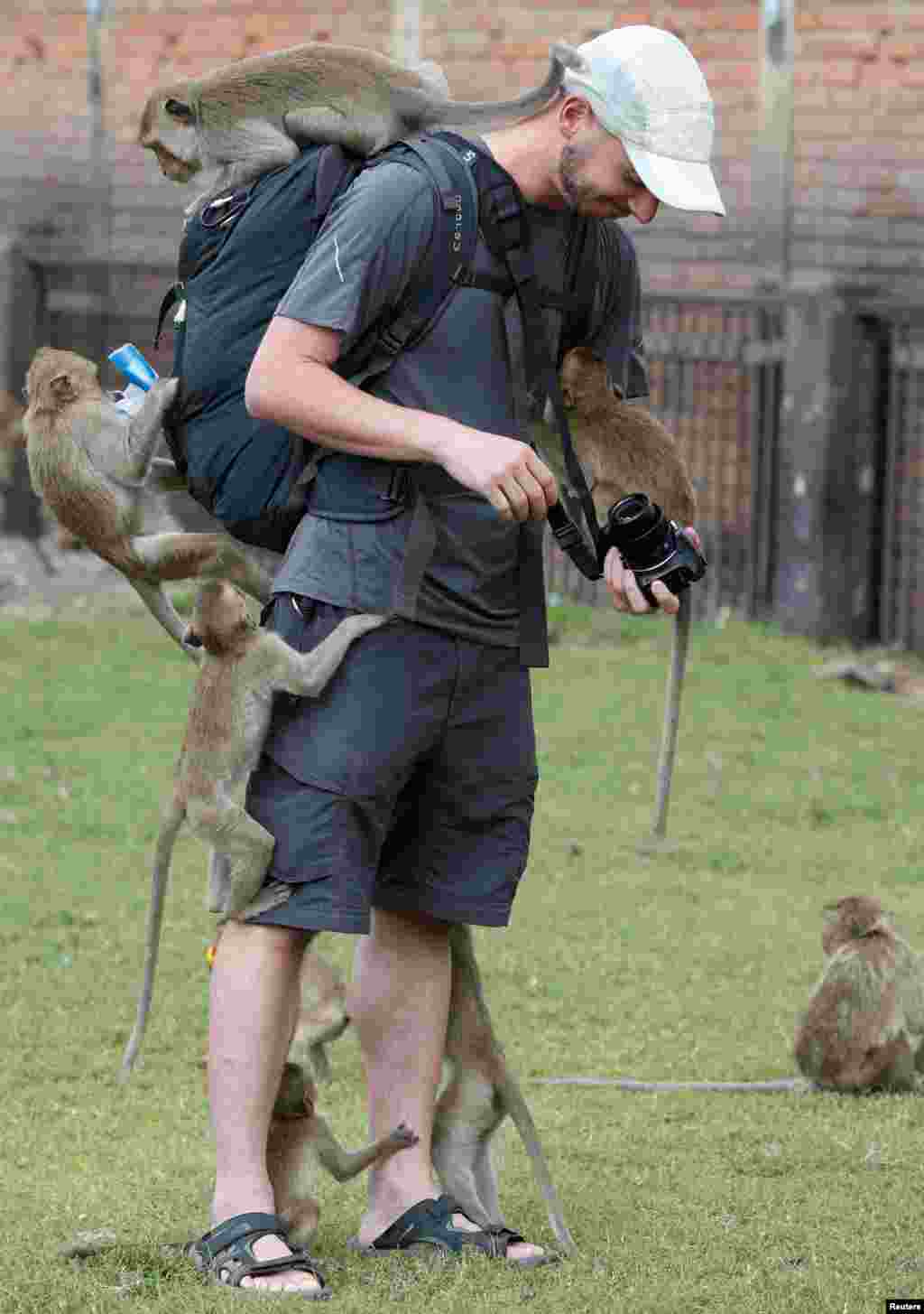 Beberapa monyet memanjat ke tubuh seorang turis di Candi Phra Prang Sam Yot di provinsi Lopburi, utara Bangkok, Thailand.