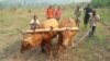 FAO ส่งเสริมการใช้สัตว์ในงานลากเกวียนและงานเกษตรกรรมในคองโกแทนแรงงานคน 