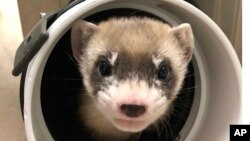 In this photo provided by the U.S. Fish and Wildlife Service is Elizabeth Ann, the first cloned black-footed ferret and first-ever cloned U.S. endangered species, at 50-days old on Jan. 29, 2021. (U.S. Fish and Wildlife Service via AP)