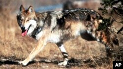 FILE - In this undated photo provided by the U.S. Fish and Wildlife Service, a Mexican gray wolf leaves cover at the Sevilleta National Wildlife Refuge, Socorro County, New Mexico.