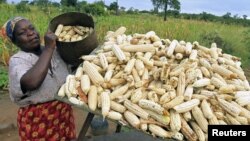 FILE - A subsistence farmer stacks her crop of maize in Chivi, southeast of the capital Harare, Zimbabwe, April 1, 2012. 