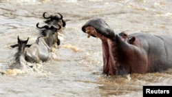 Un hippopotame dans une réserve kényane, le 25 août 2010.