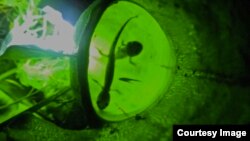 This image produced from a video clip shows two young salamanders trapped in the pitcher of a Northern Pitcher Plant (Sarracenia purpurea), a carnivorous plant that lives in nutrient-poor bogs. (Video by Patrick D. Moldowan/YouTube)