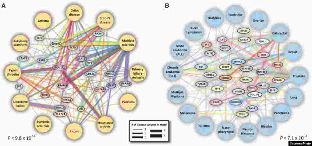 A decade-long project found the human genome is more “functional” than believed and may help clarify genetic risk factors for disease in the future. (Sciece/AAAS)