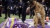 สุนัขพันธุ์ 'เยอรมันเชพเพิร์ด' เป็นแชมป์งานประกวดสุนัข 'Westminster Dog Show' ปีนี้