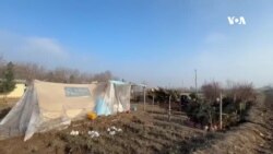 په کندز کې د نیالګیو پېر او پلور زیات شوی دی
