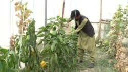 شکایت دهقانان از نبود بازار فروش محصولات زراعتی