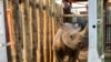 Chad Gets 6 Rhinos Nearly 50 Years After Losing the Species