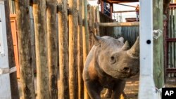 A rhino is seen in a cage in the Addo Elephant Park, near Port Elizabeth, South Africa, to be transported to Zakouma National Park in Chad, May 2, 2018. 