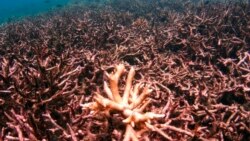 Quiz - First Lab Reproduction of Coral Offers New Hope for Threatened Sea Life