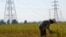 FILE - A farmer works in a paddy field under the power lines near Nam Theun 2 dam in Khammouane province, Oct. 28, 2013. 