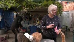 Ուկրաինացի ամուսինները հոգ են տանում լքված կենդանիների մասին