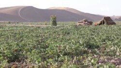 خربوزه گرمگ از محصولات پرفروش کشتزارهای فاریاب