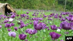 FILE - A handout picture taken in February 2006 by United Nations Office on Drugs and Crime (UNODC) shows a poppy field in a jungle in the northern province of Phongsali.