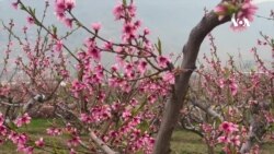 آغاز فصل بهار و امیدواری باغداران برای برداشت محصولات بهتر