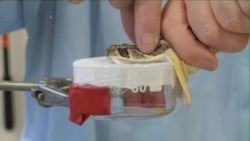 科学家研制解毒剂抗撒哈拉以南各种毒蛇