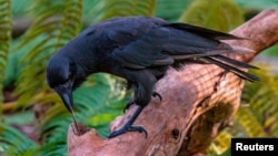 A captive Hawaiian crow using a stick tool to extract food from a wooden log is shown in this image released on Sept. 14, 2016. (Courtesy Ken Bohn/San Diego Zoo Global)