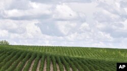 FILE - Rows of soybean plants grow in a field near Bennington, Neb., July 30, 2018. 