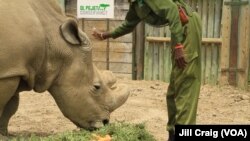 African Presidents Vow to Step Up Efforts to Save Elephants