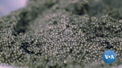 Idaho Sturgeon Farm Produces Caviar for US Market
